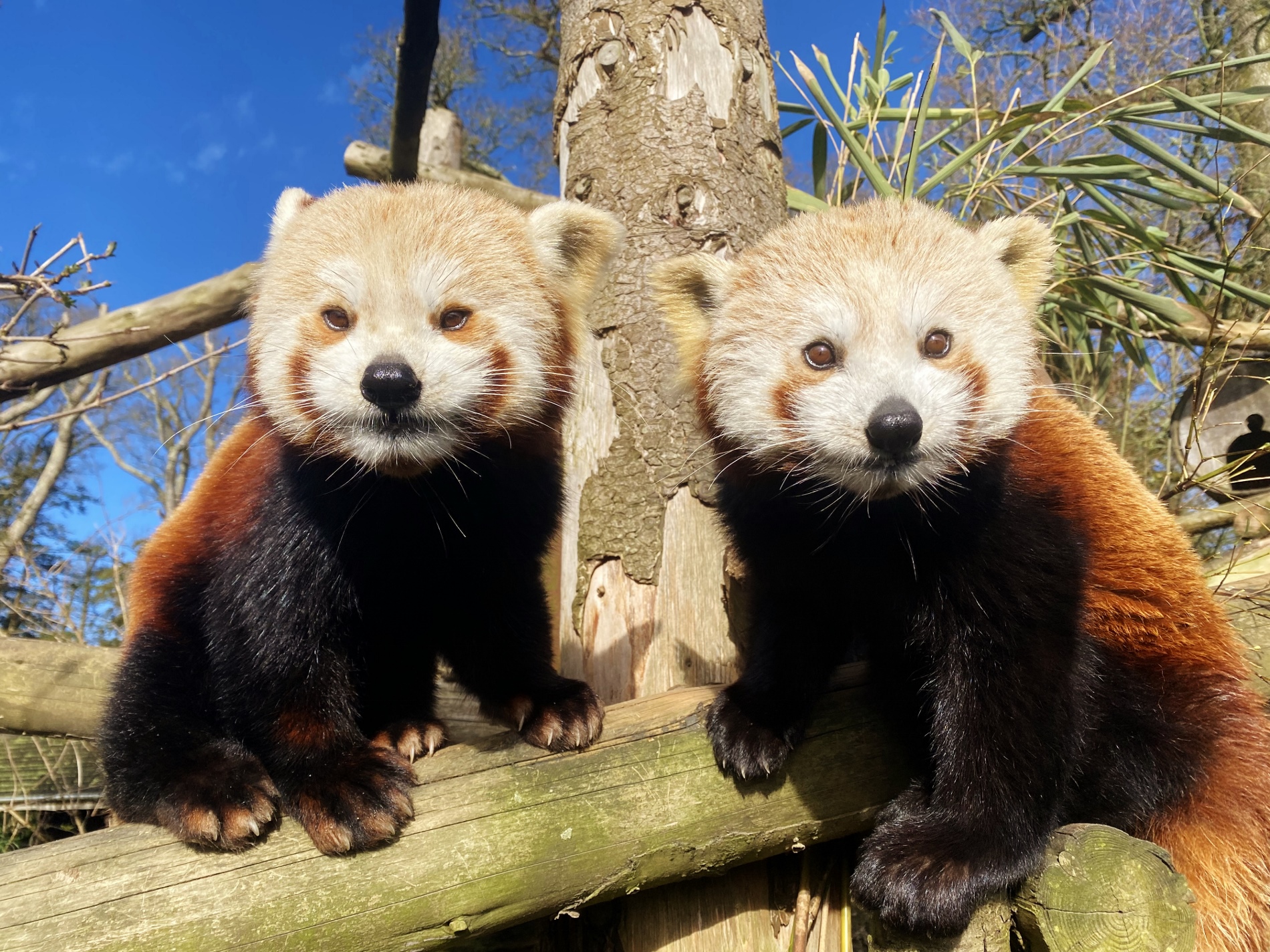 Rare red panda twins make first public appearance at Longleat | GHR